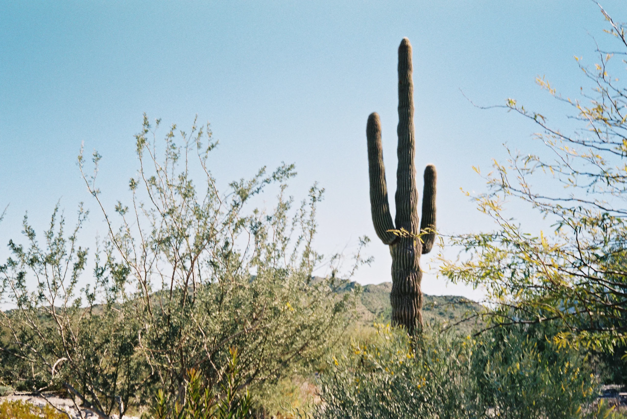 Image of saguaro cactus in the Arizona desert landscape near Buckeye AZ house cleaning services area