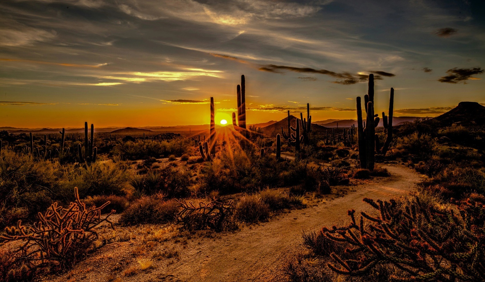 image of a Sonoran Desert sunset with saguaro cacti along a dirt trail