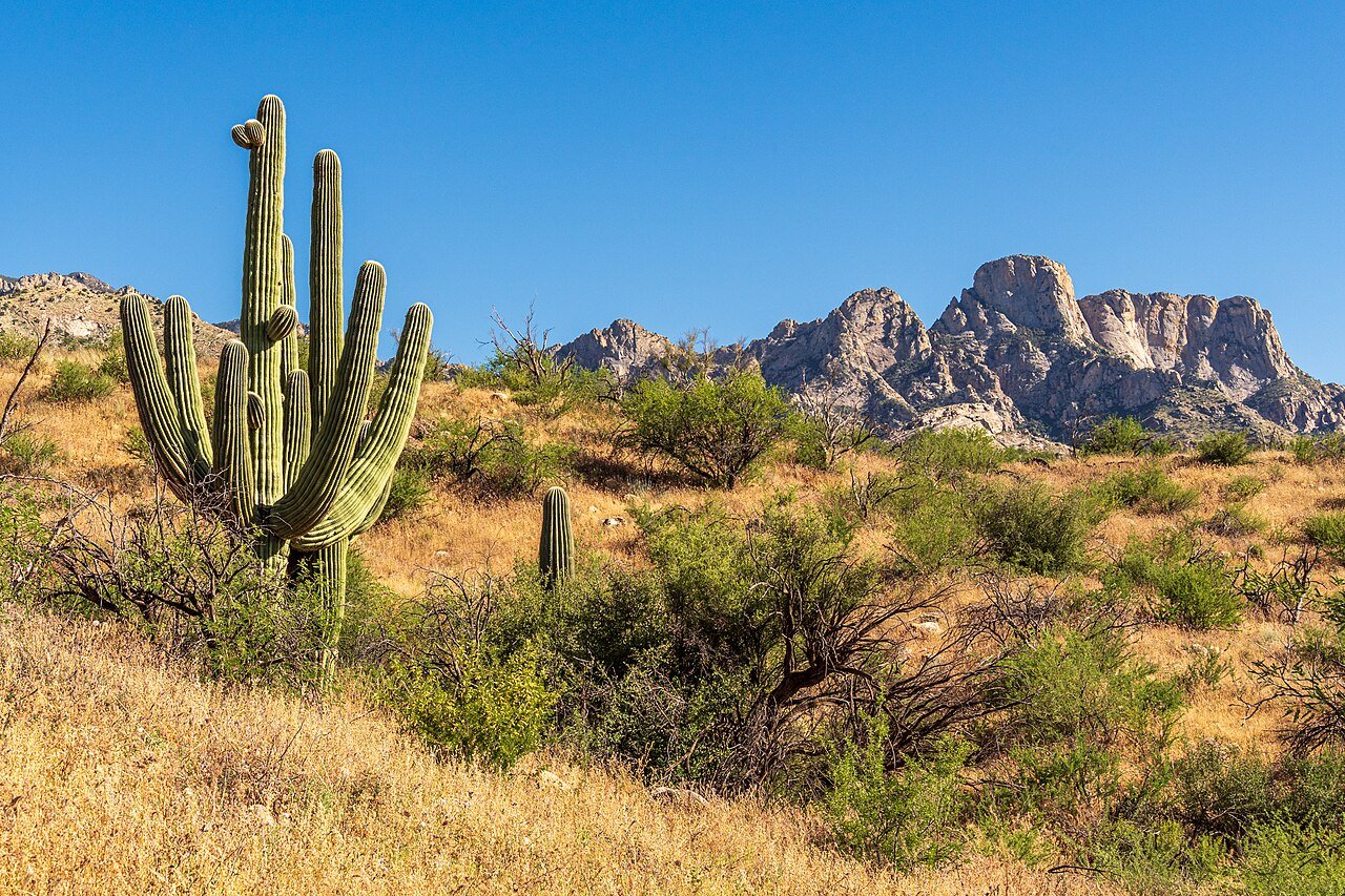 Saguaro cactus and the Santa Catalina Mountains at Catalina State Park near Catalina, Arizona